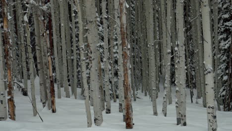 december january christmas winter aspen snowmass wilderness tree forest fresh snow powder scenic snowing colorado rocky mountains telluride crested butte vail slow motion smooth pan