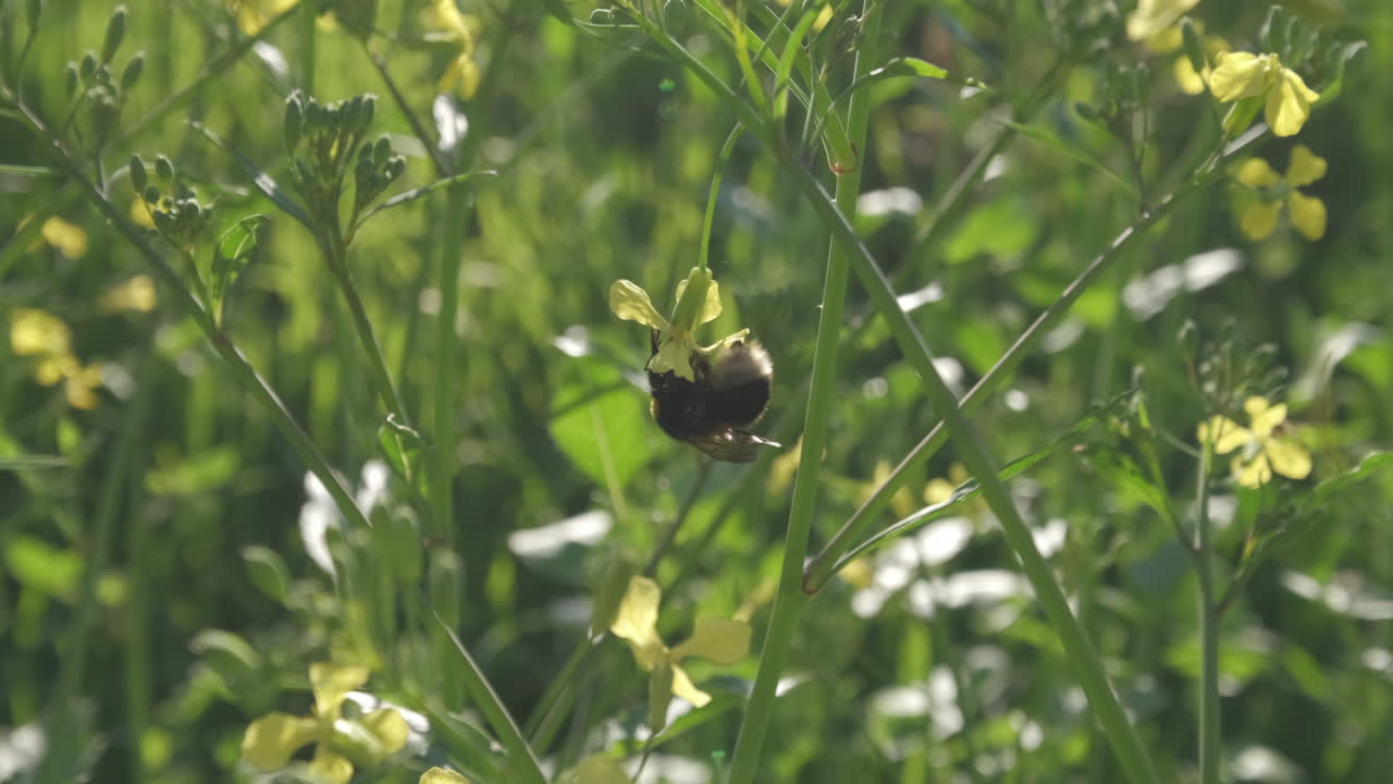 봄 또는 여름에 땅벌 수분 꽃