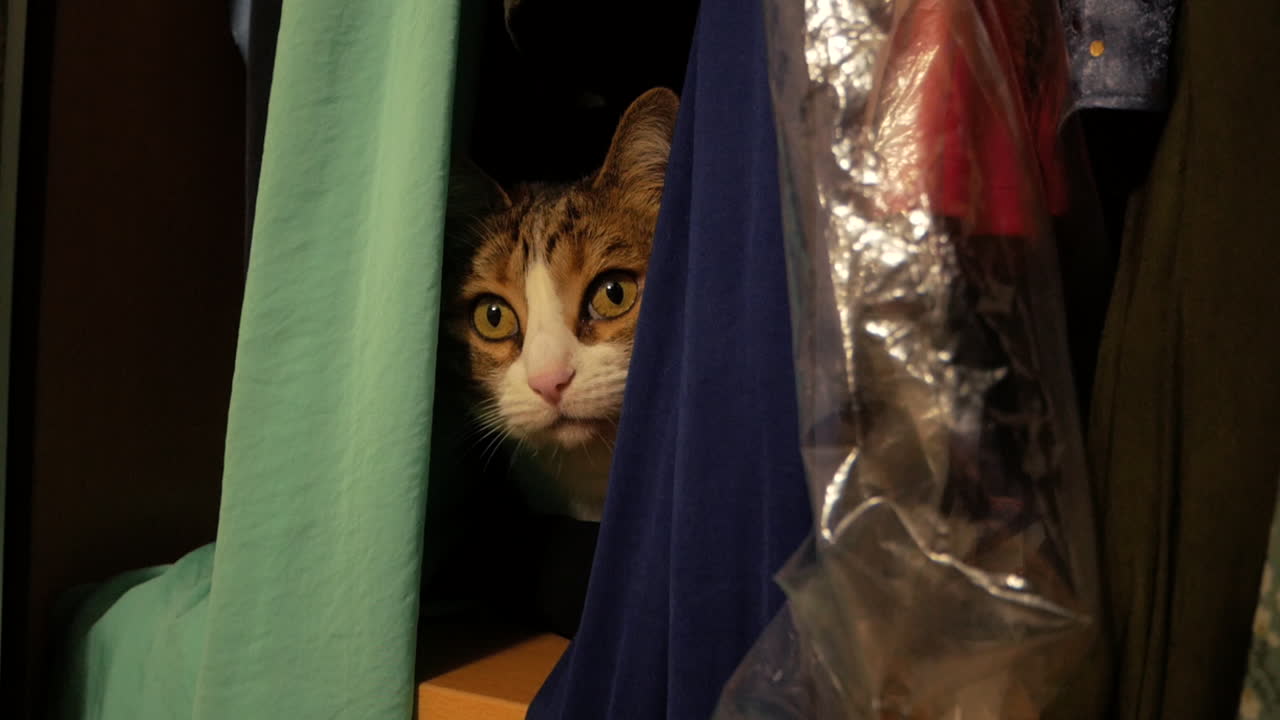 adorable gato mascota escondido detrás de la ropa colgada en el armario -cerrar