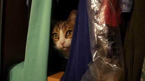 adorable pet cat hiding behind hanged clothes in the closet -close up