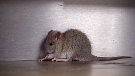 Una-Joven-Rata-De-Alcantarilla-Marrón-Está-Comiendo-Algo-En-El-Piso-De-La-Cocina