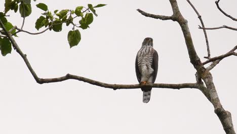 crested goshawk, accipiter trivirgatus, perching on a branch of a tall tree looking around for food in the jungle of kaeng krachan national park in thailand in slow motion