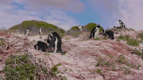 African-Penguin-Colony-at-the-Beach-in-Cape-Town,-South-Africa,-Boulders-Beach