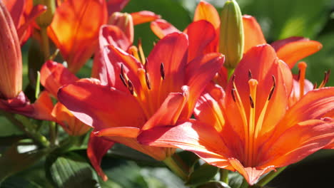 Closeup-Pfanne-über-Schöne-Asiatische-Lilien-In-Einem-Garten