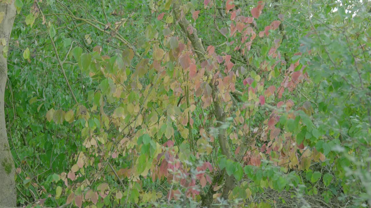 Colorful autumn leaves in Rutland forest, peaceful nature scene