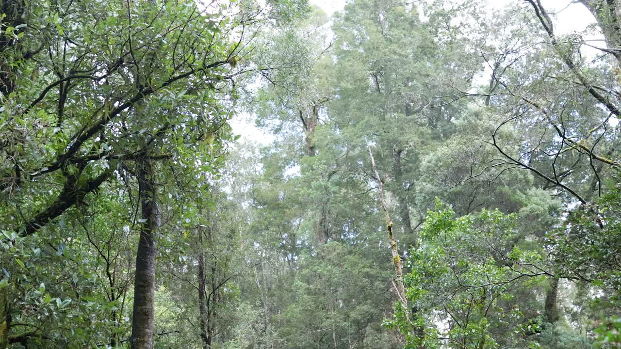 열대 우림 의 울창 한 초록색 과 높은 나무 들