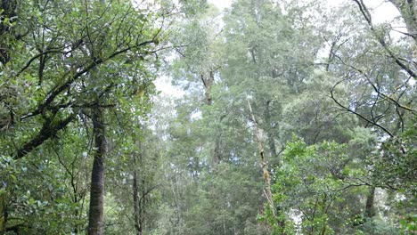 lush greenery and towering trees in rainforest