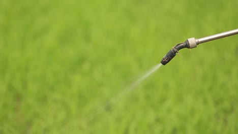 Farmer-Spraying-Liquid-Fertilizer-On-The-Rice-Field
