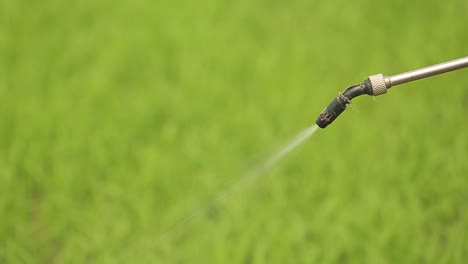 granjero rociando fertilizante líquido en el campo de arroz