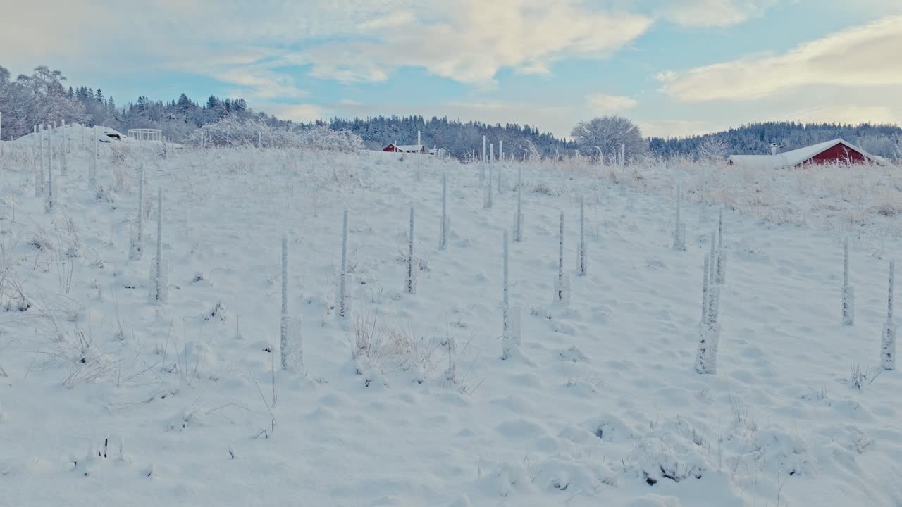 Snow Blankets a Quiet Field Lined With Young Saplings Beneath a Pale Winter Sky - Aerial Drone Shot