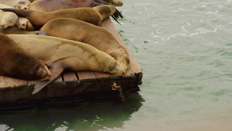 Zwei-Schöne-Und-Süße,-Freundliche-Seelöwen,-Die-In-Zeitlupe-Auf-Dem-Dock-In-Der-Nähe-Des-Wassers-An-Einem-Hafen-Zusammen-Schlafen