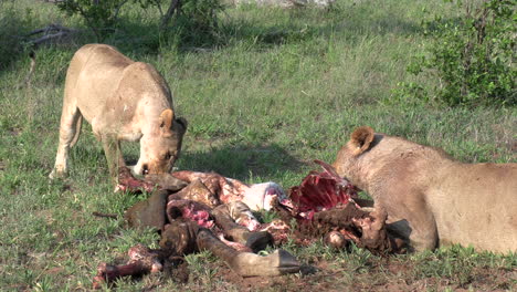 a lioness drags a giraffe carcass into the bush so she can finish her meal in the shade