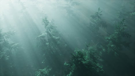 aerial sunrays in forest with fog