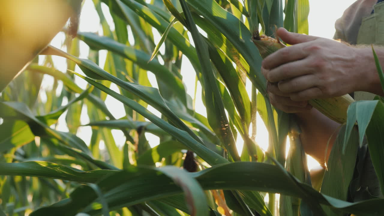 The Farmer's Hands Study The Heads Of Corn The Sun Shines Through The Leaves 4K Video