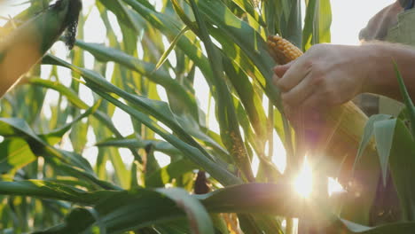 the farmer's hands study the heads of corn the sun shines through the leaves 4k video