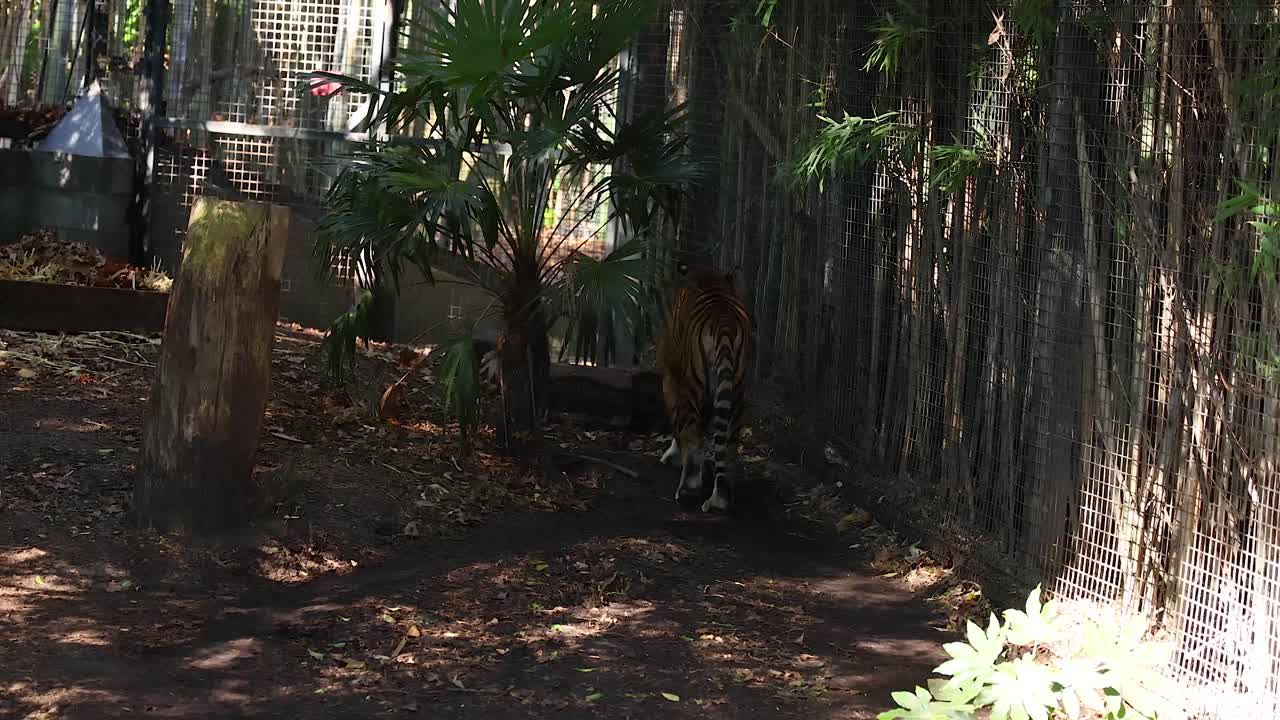동물원 에 있는 호랑이 가 산책 하고 있다