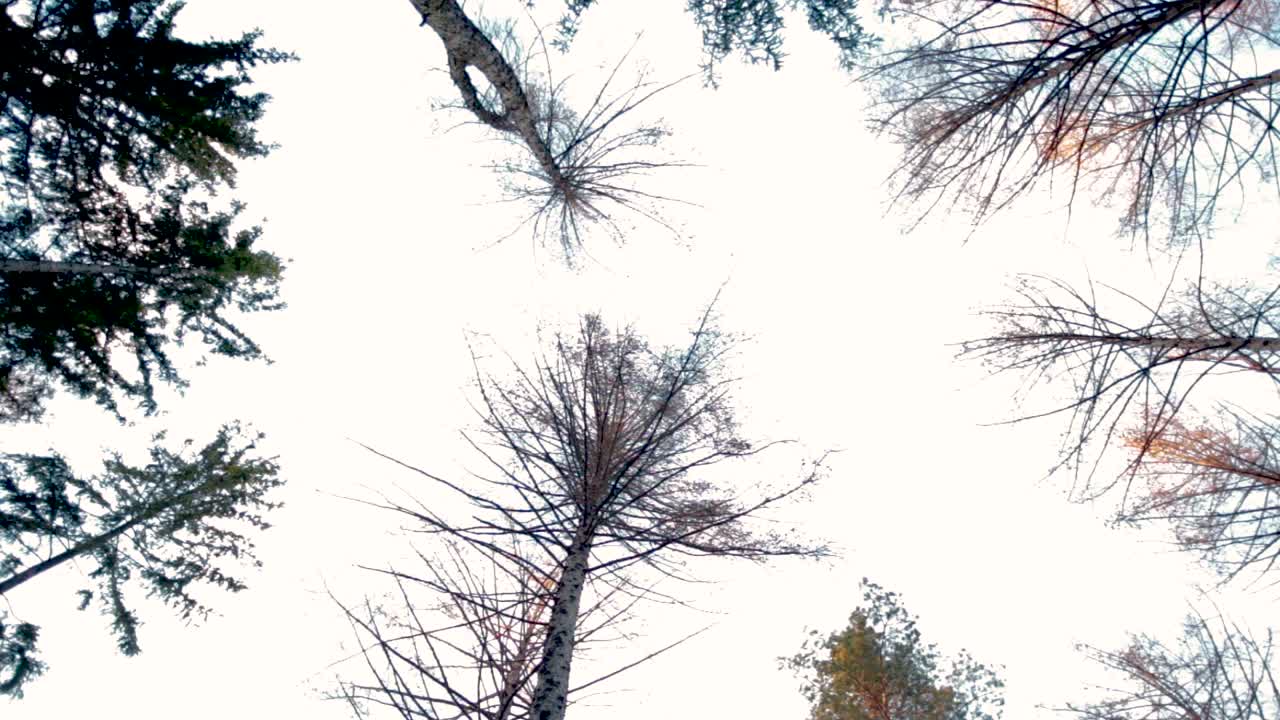 Rotating shot, bottom view of tree branches over a bright sky, at sunset
