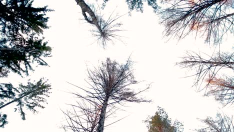 Rotating-shot,-bottom-view-of-tree-branches-over-a-bright-sky,-at-sunset