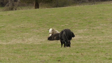 Vaca-Negra-Pastando-En-El-Campo-Mientras-Otras-Vacas-Descansan