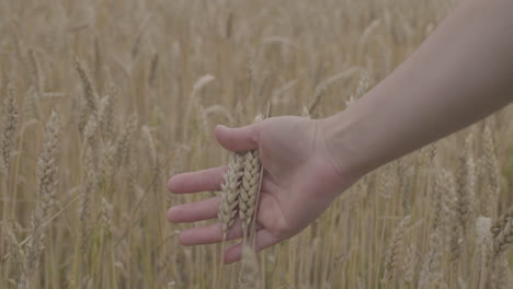 close-up view of wheat ears near harvest time