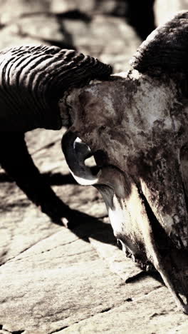 old ram skull on stone