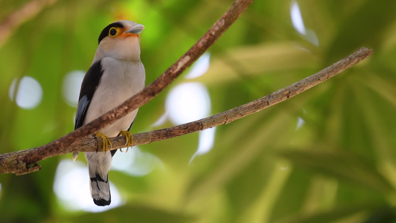 The Silver-breasted Broadbill is a famous bird in Thailand, both local and international