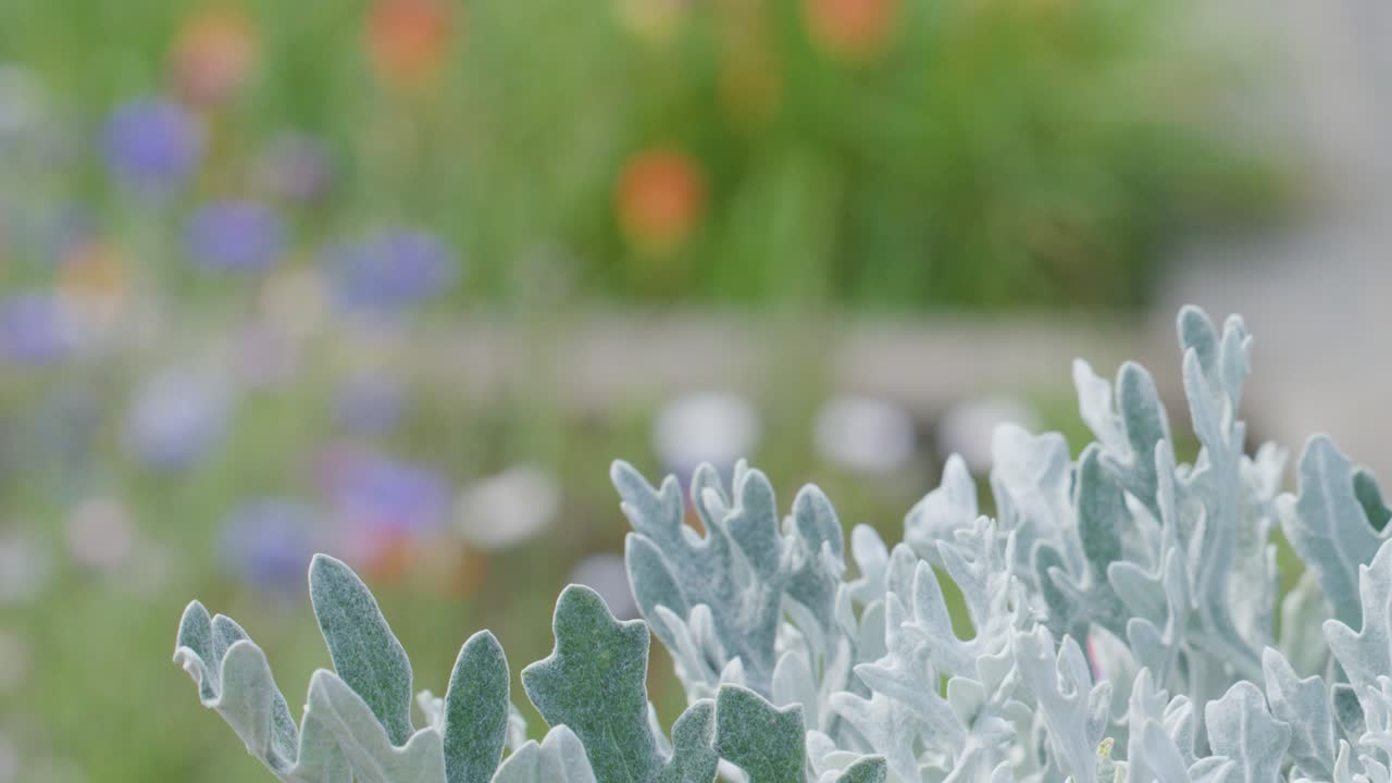 Camera slowly pans across silvery, textured leaves in a garden with colorful blurred flowers in the background, under soft natural daylight
