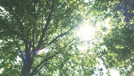 sunlight through tree canopy