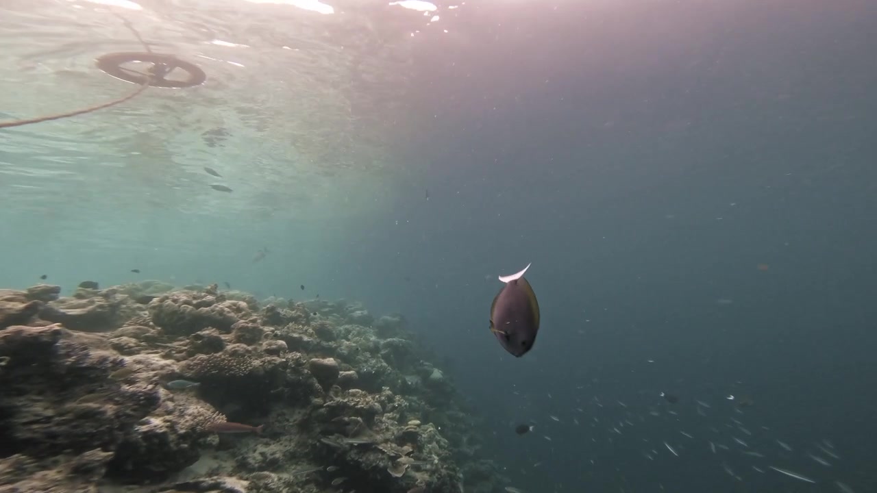 En mørk tropisk revfisk svømmer direkte mod undervandskameraet, før den svømmer tæt forbi, med små fisk, solbeskinnet blåt vand og et lavt koralrev på Maldiverne.