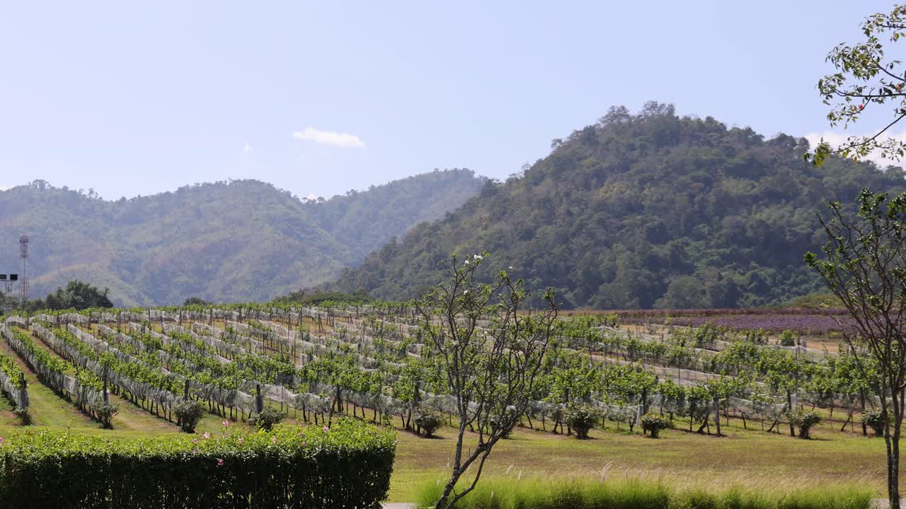 산의 풍경과 함께 포도의 파노라마 전망.