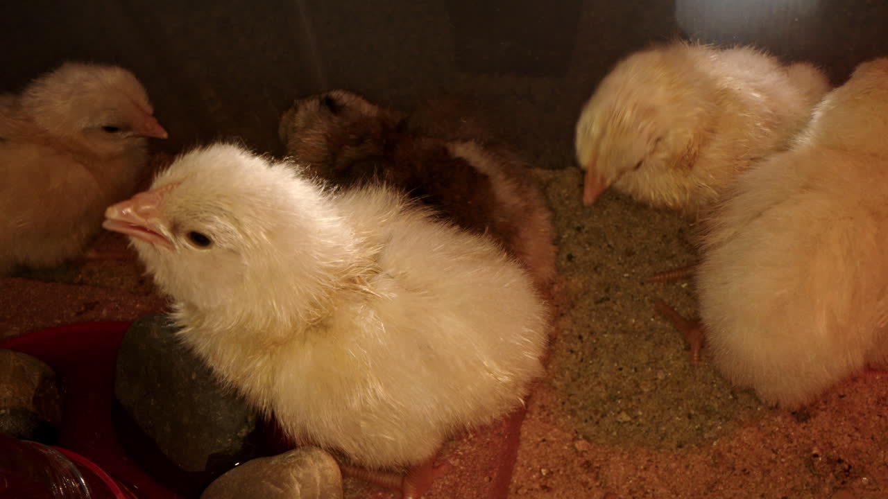 pollito bebiendo agua con otros pollitos a cámara lenta
