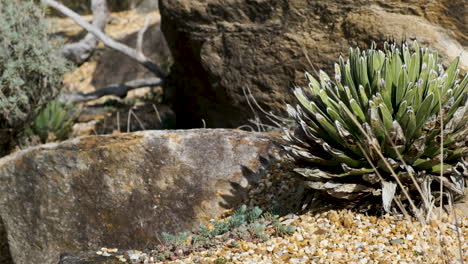 medium shot desert plants and rocks