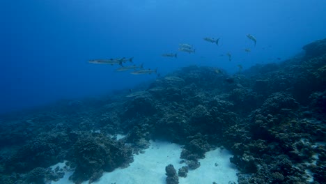 group of barracudas passing by in tropical clear water of the south pacific ocean - french polynesia