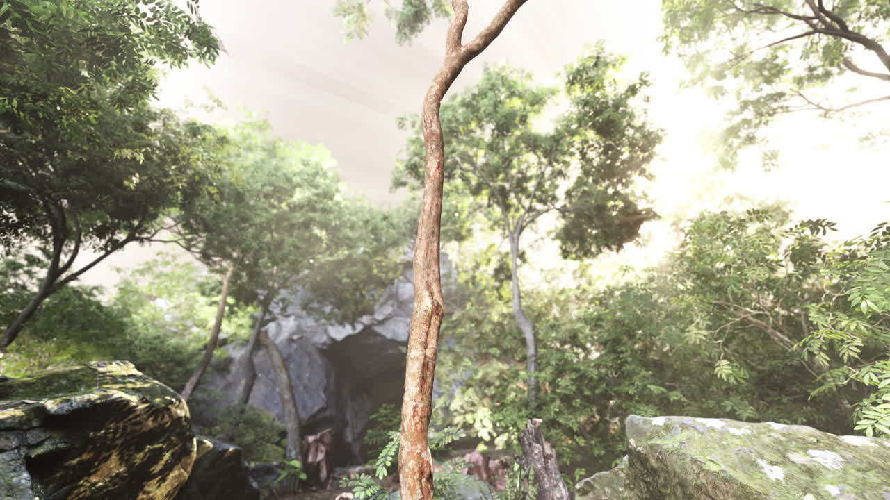 Solitary tree stands amid dense jungle