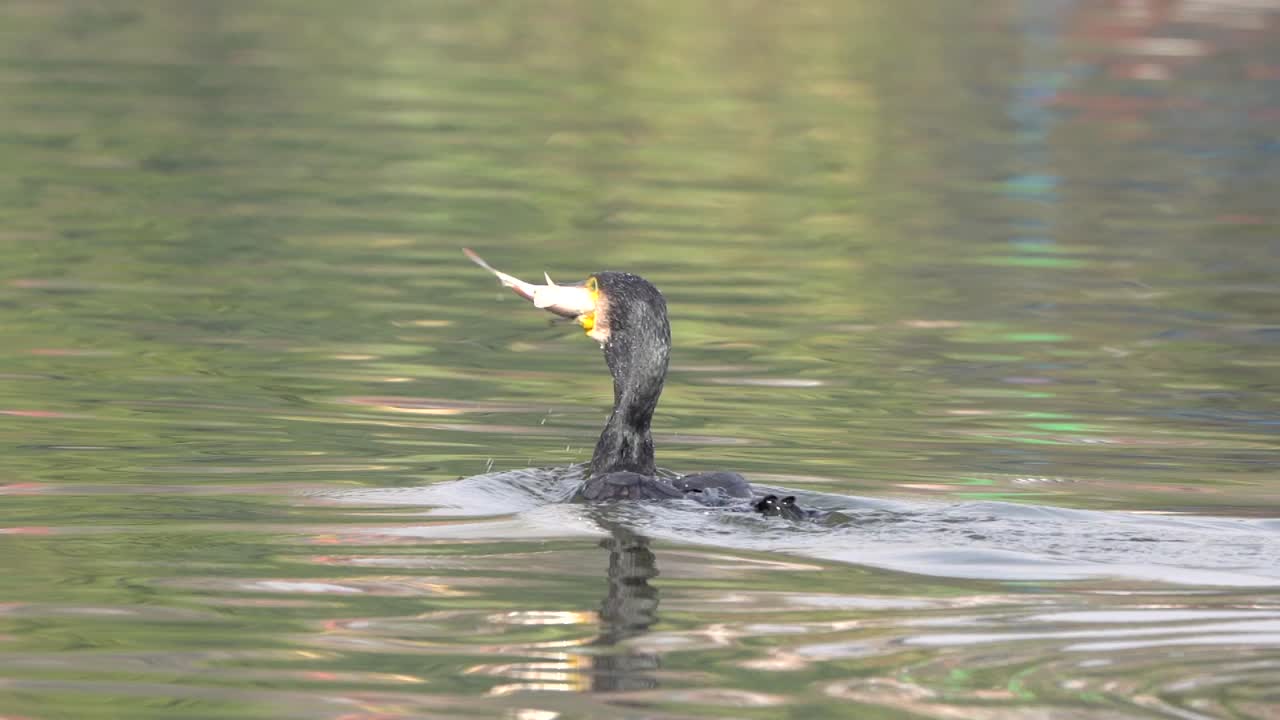 un cormorán comiendo un pez en el lago taudaha en nepal en cámara lenta