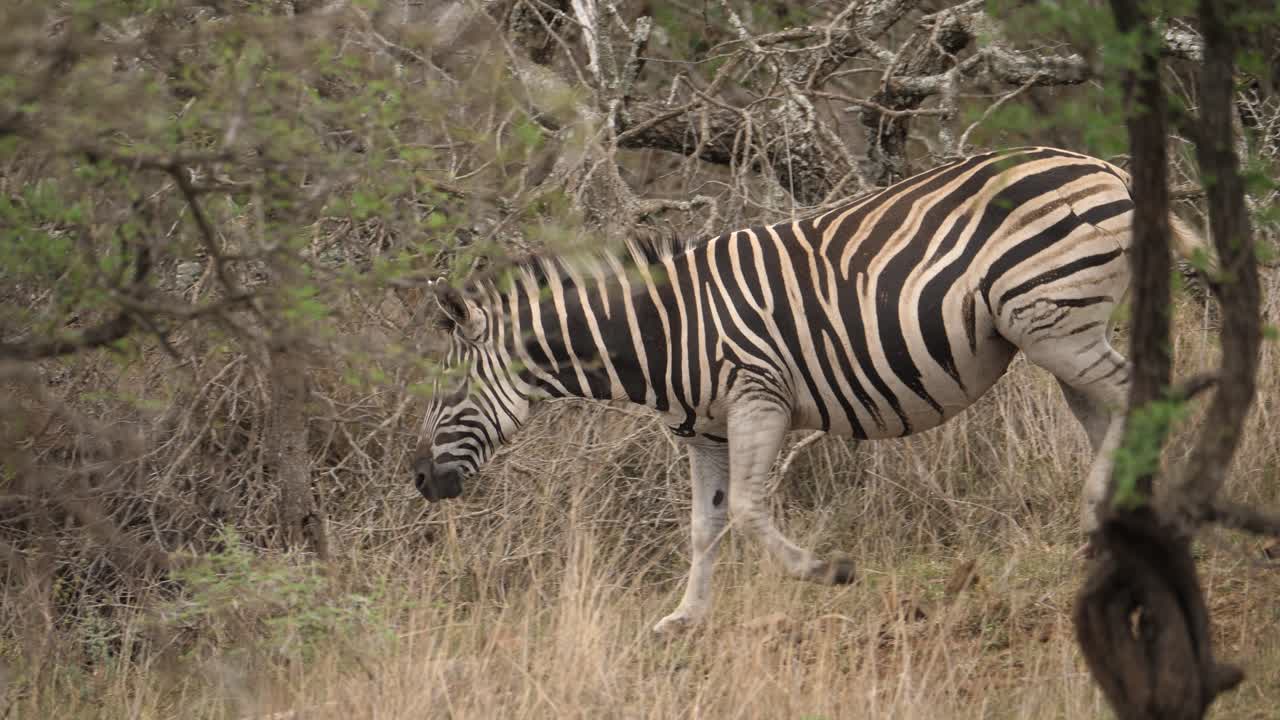Sidebillede af en zebra, der går ned ad bakke gennem busklandskab, portræt