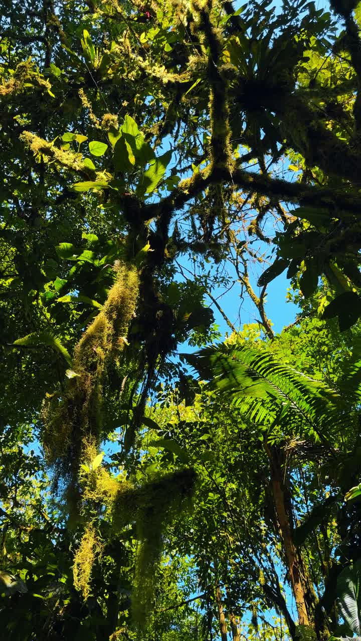 Canopia della foresta pluviale con rami muschiosi e cielo blu. Vista dal basso di rami di alberi tropicali coperti di muschio ed epifite contro un cielo azzurro limpido in Costa Rica.