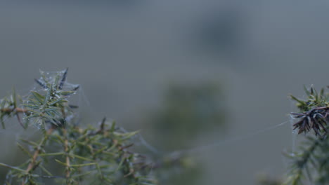 Extreme-close-up-of-a-spider-web-on-the-branches-of-an-evergreen-tree