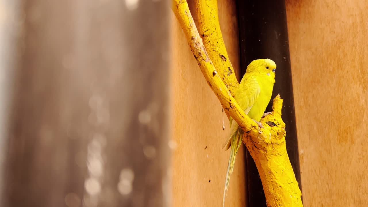 This image features a radiant yellow parakeet gracefully resting on a vivid, yellow-painted tree branch. The scene is bathed in a warm, sunny light, highlighting the bird's plumage