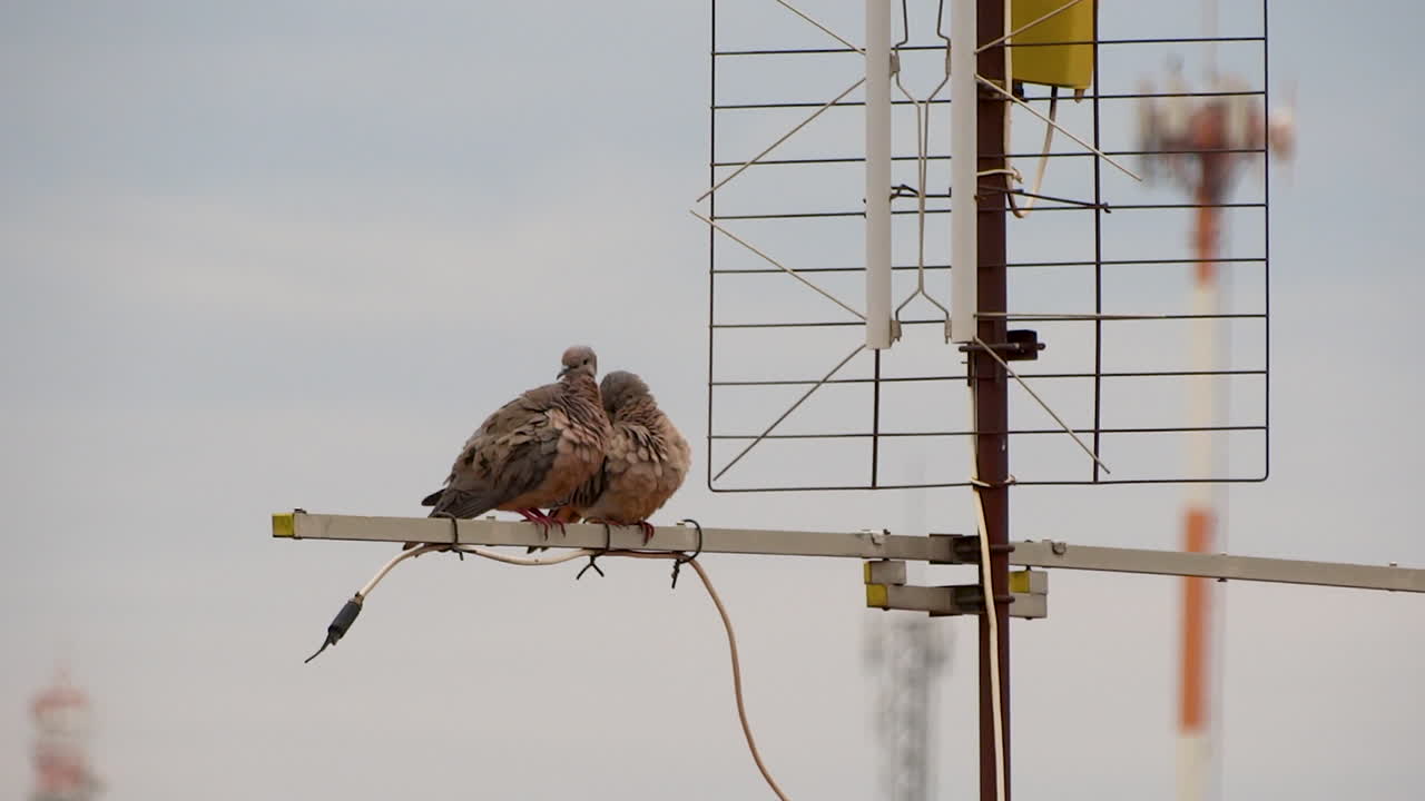 пара бомб на старой антенне в пасмурный день