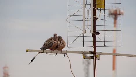 un par de bombas en una antena vieja en un día nublado