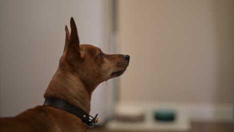 camera focuses on a brown dog with pointed ears looking around in the living room at home