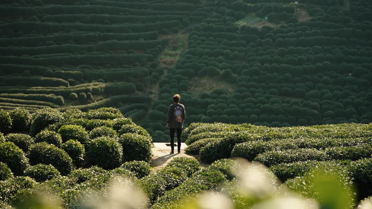 Una figura solitaria si erge tra le terrazze di tè Longjing a Hangzhou, Zhejiang, Cina