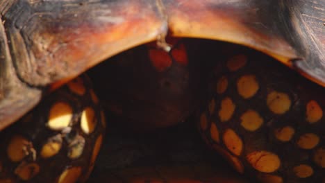closeup of yellow-footed tortoise’s front side, basking in soft peru rainforest morning light.