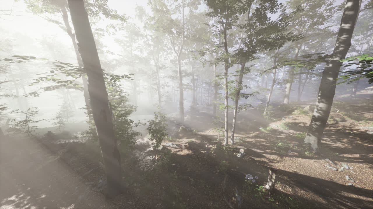 해가 지는 가을의 숲을 통해 fpv 드론 비행이 빠르고 기동적입니다.