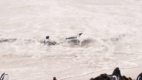 african penguins on the beach and swimming at boulder beach, cape town