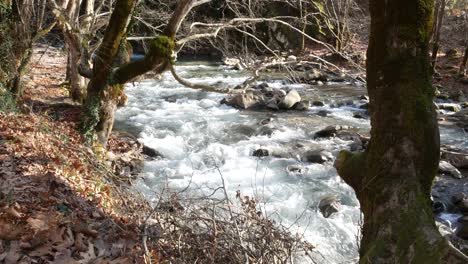river flow in the forest
