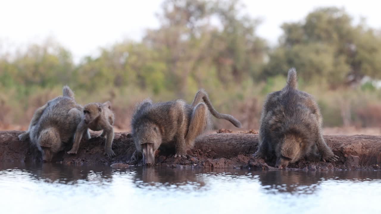 Four Chacma baboon including a baby having a drink at a waterhole in front of a underground hide. Filmed from a low angle in Mashatu Game Reserve