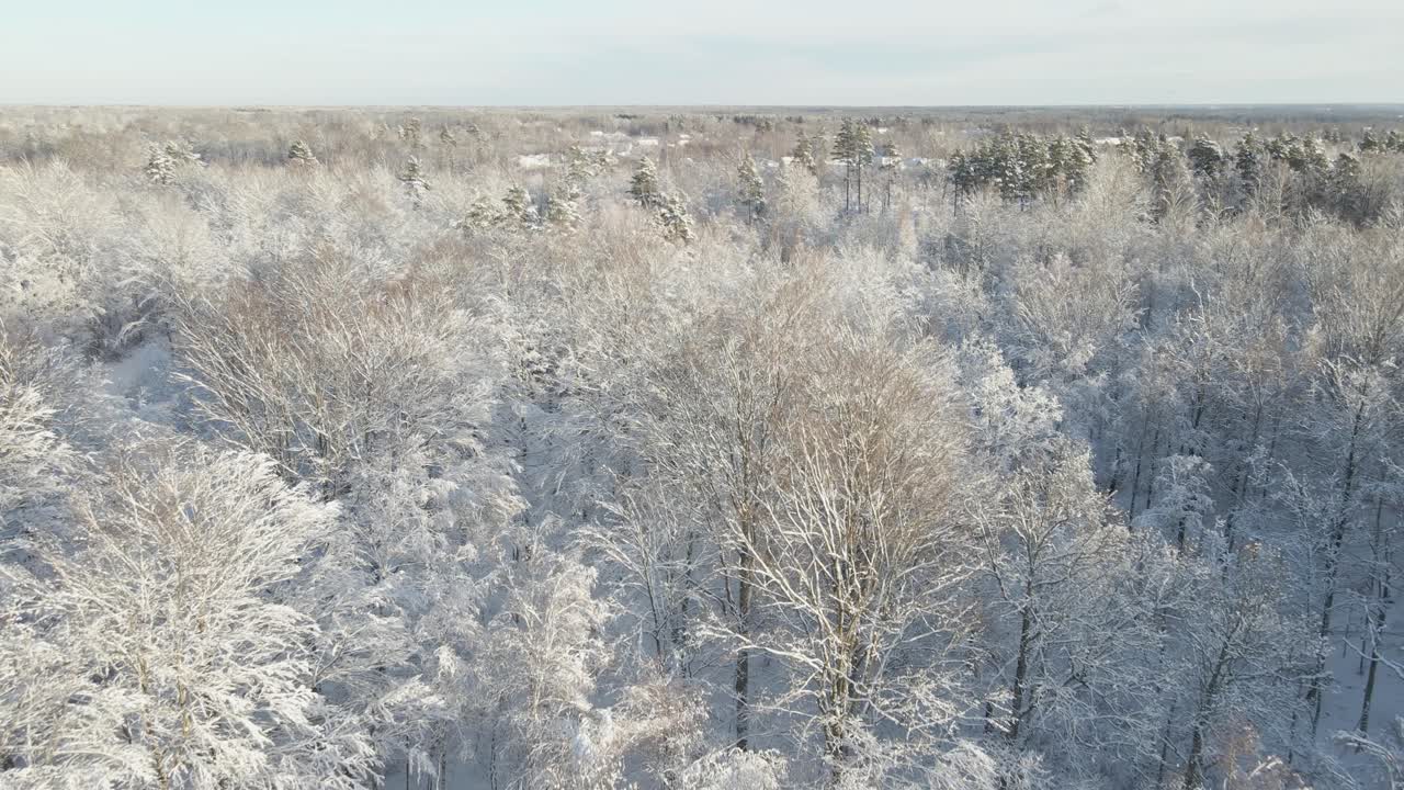 Aerial view over a beautiful snowy forest on a sunny day in Karlskrona, south of Sweden with lots of trees and pinewood-1
