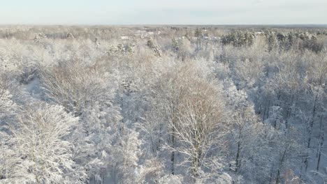 Aerial-view-over-a-beautiful-snowy-forest-on-a-sunny-day-in-Karlskrona,-south-of-Sweden-with-lots-of-trees-and-pinewood-1